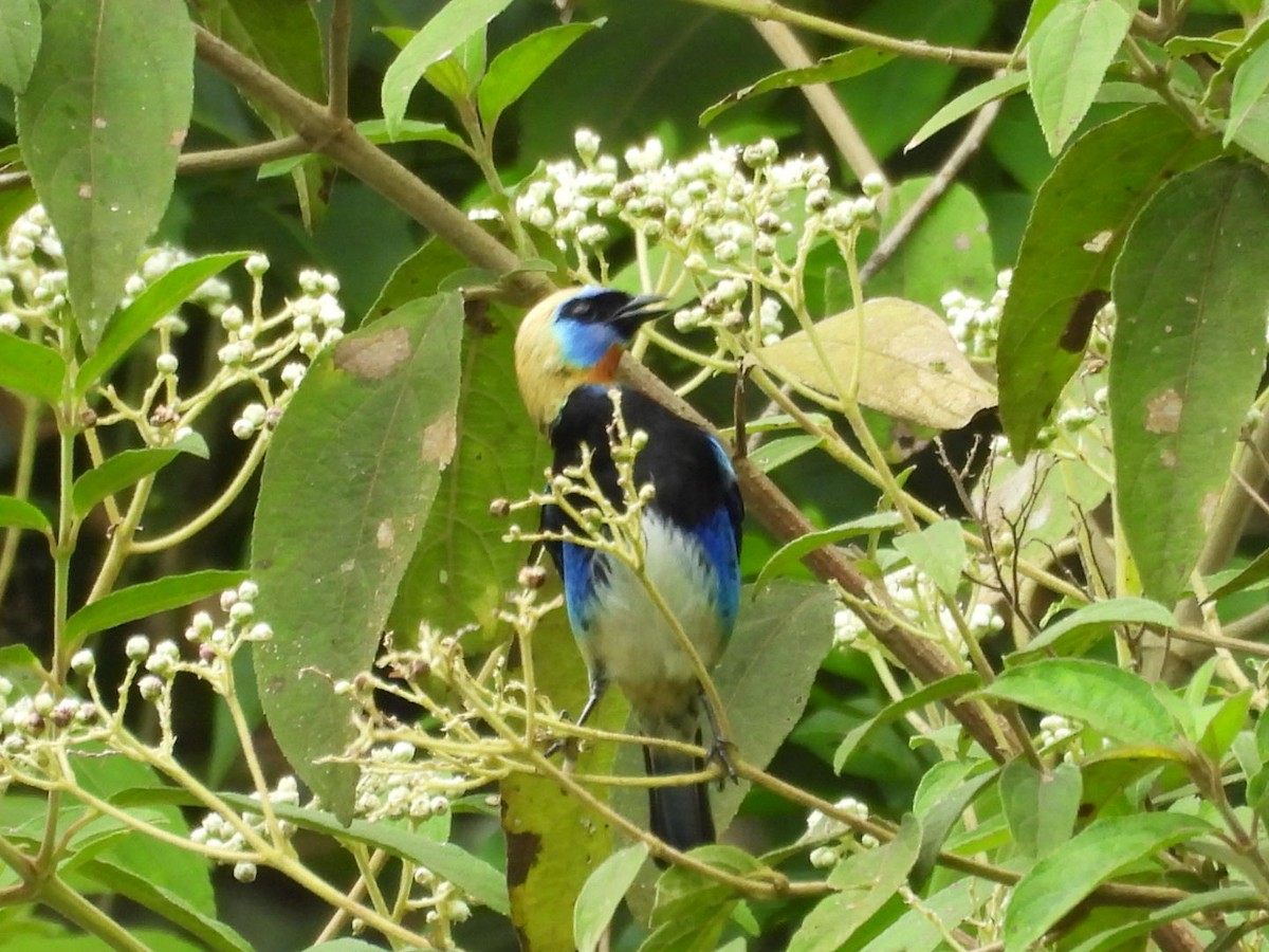 Golden-hooded Tanager - ML643328052