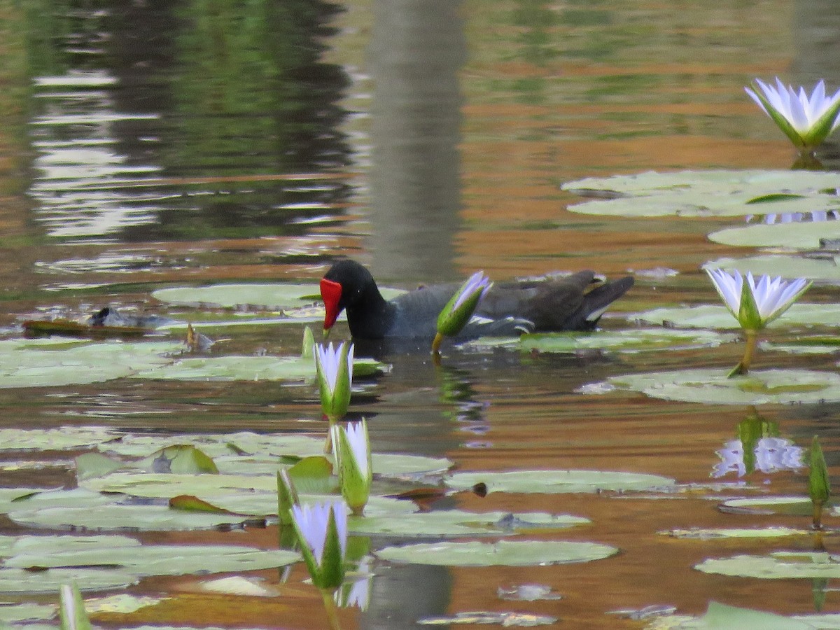 Common Gallinule - ML643328053
