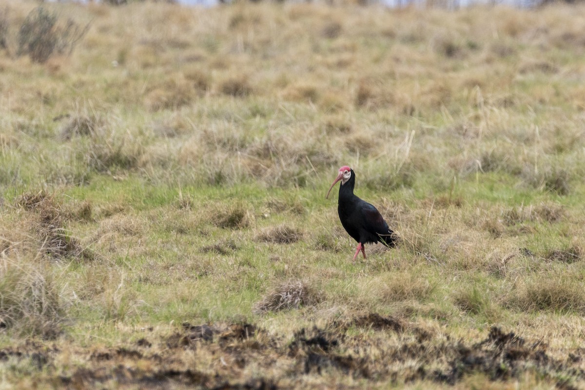 Southern Bald Ibis - ML643328054