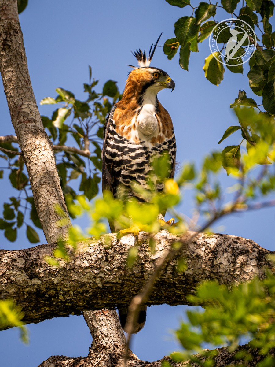 Ornate Hawk-Eagle - ML643328055