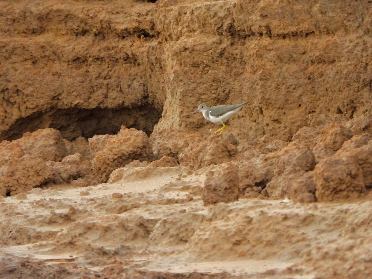 Solitary Sandpiper - ML643328057