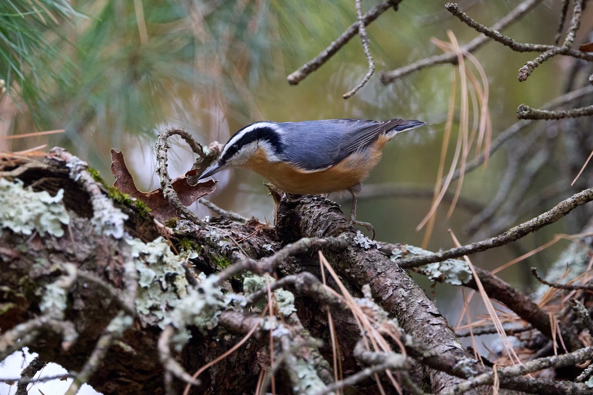 Red-breasted Nuthatch - ML643328058