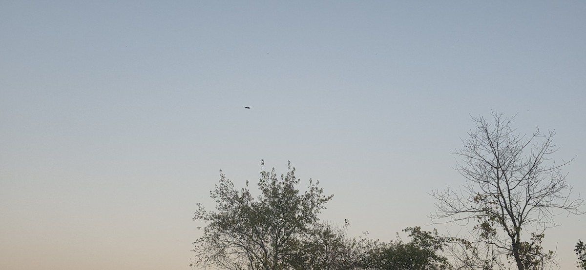 灰背隼 - ML643328074