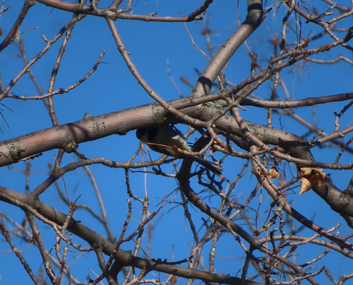 Black-capped Chickadee - ML643328077