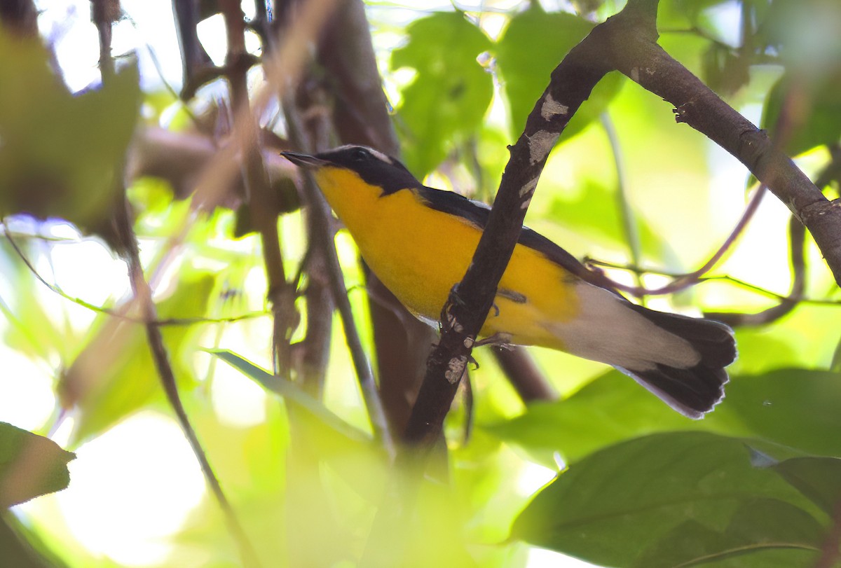 Yellow-rumped Flycatcher - ML643328081