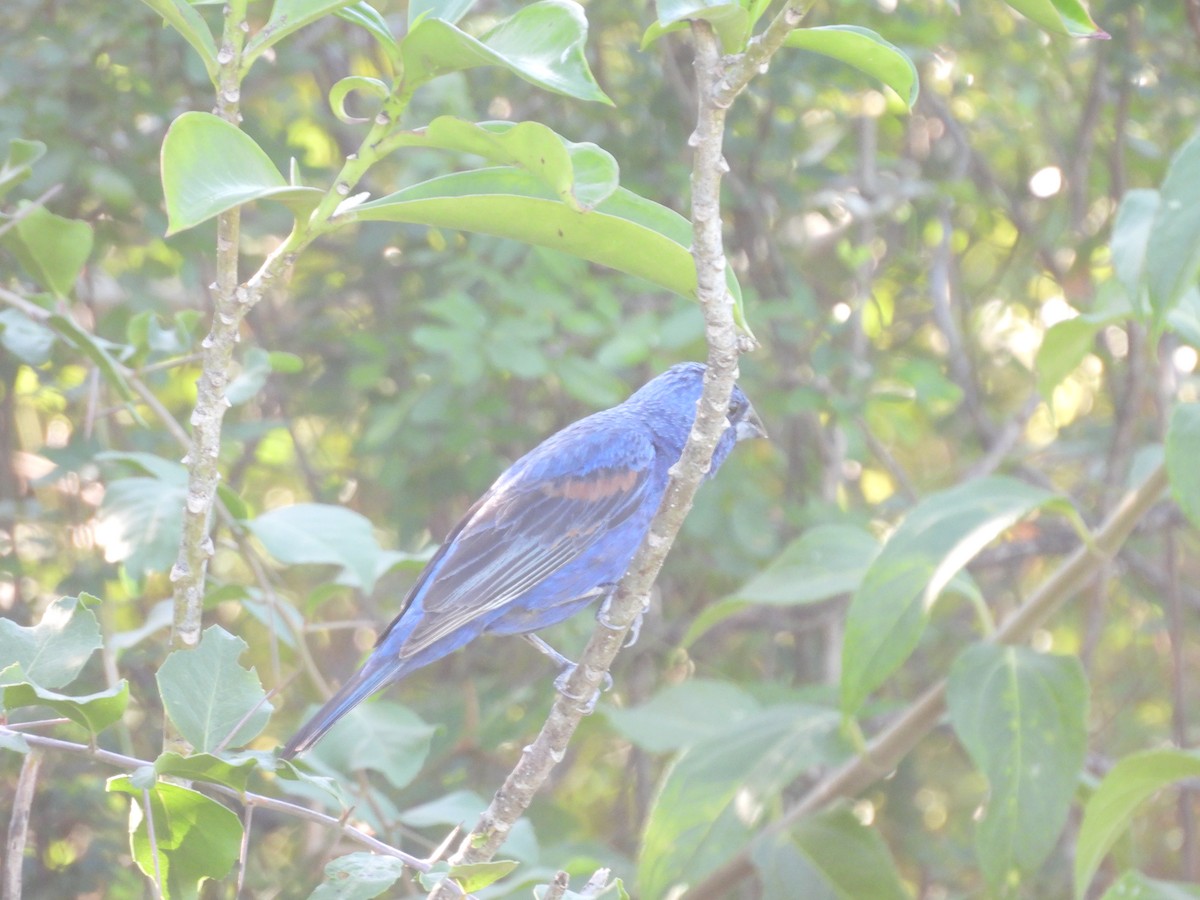 Blue Grosbeak - ML643328083