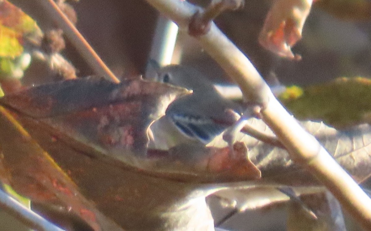Yellow-rumped Warbler - ML643328084