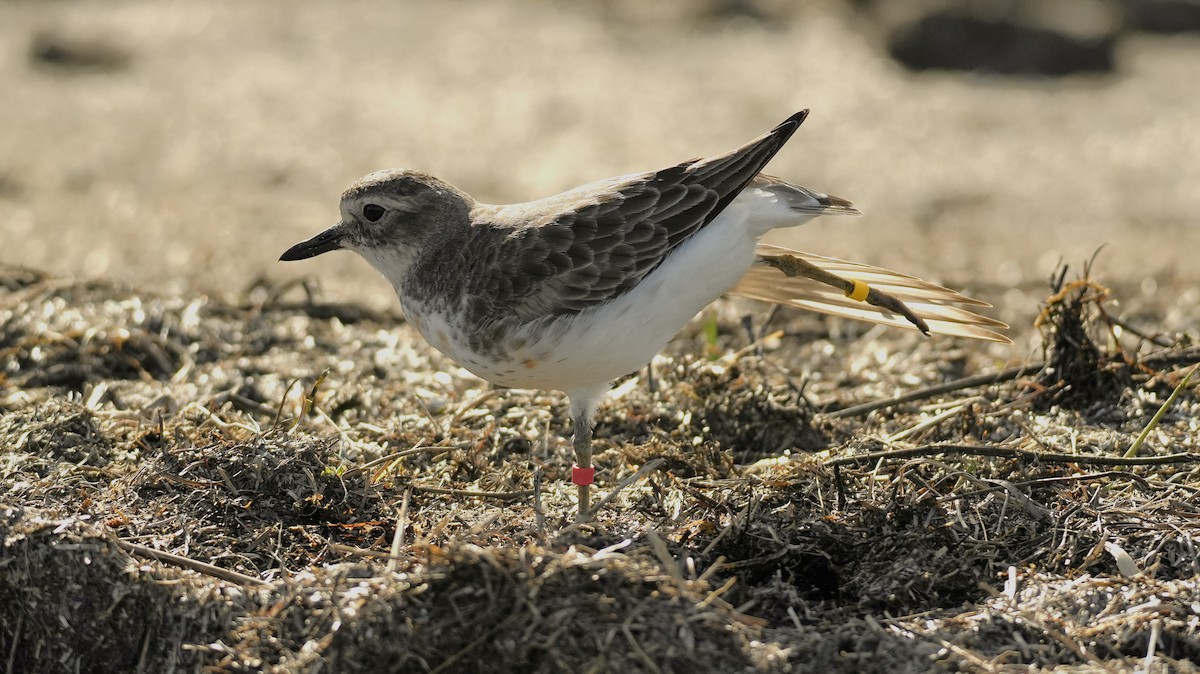 Red-breasted Dotterel (Southern) - ML643328088