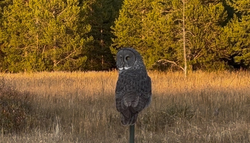 Great Gray Owl - ML643328089