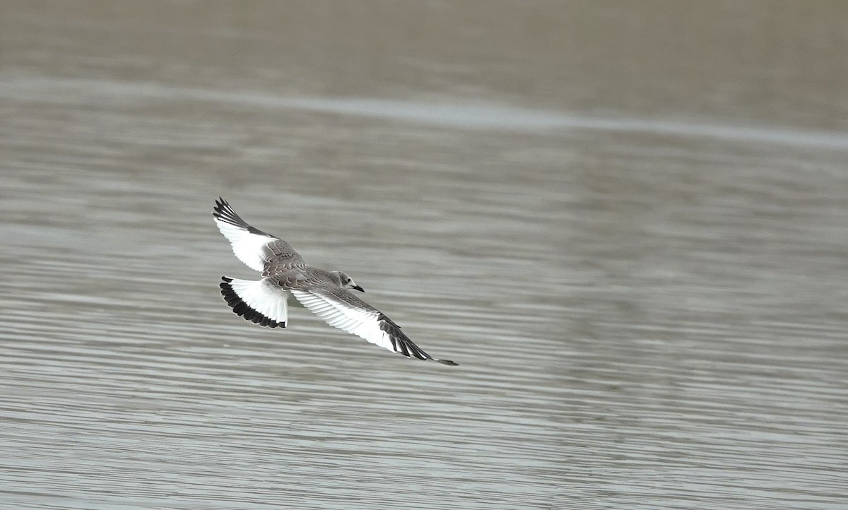 Sabine's Gull - ML643328090
