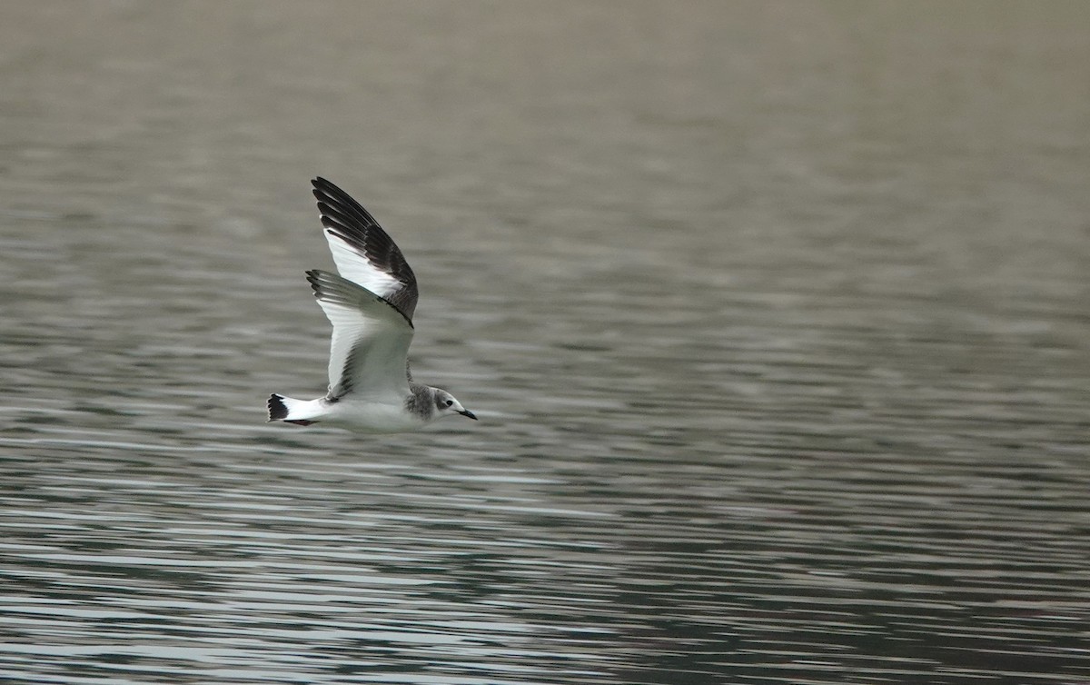 Sabine's Gull - ML643328091