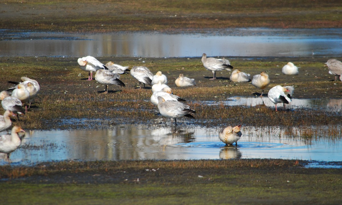 Snow Goose - ML643328092