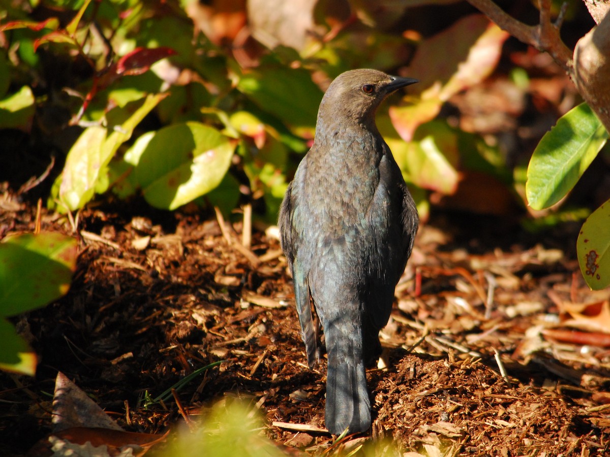 Brewer's Blackbird - ML643328093