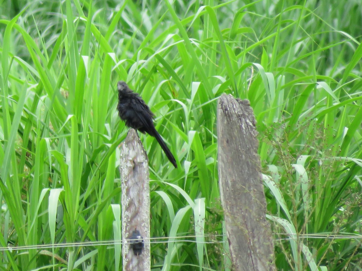 Smooth-billed Ani - ML643328094
