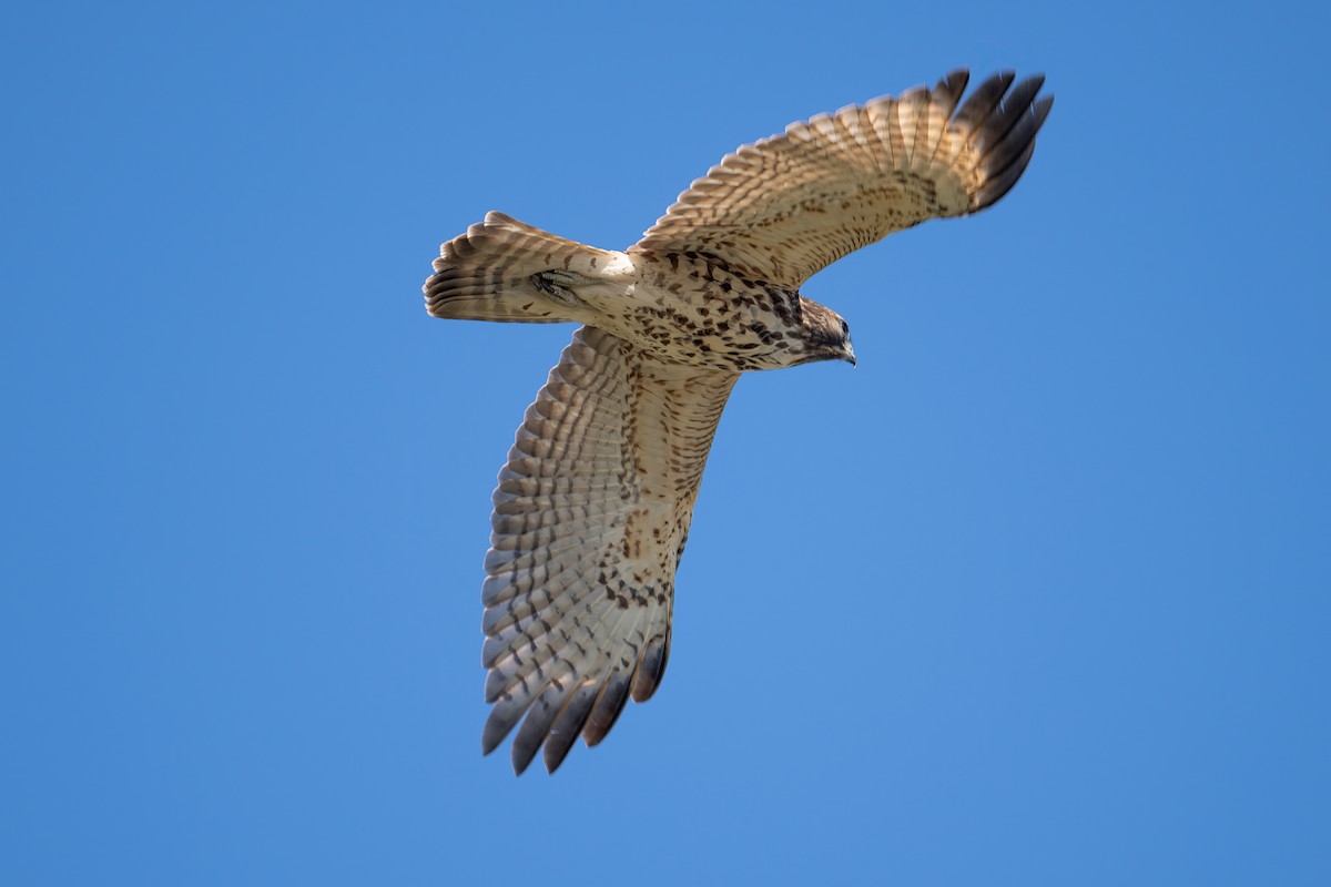 Red-shouldered Hawk - ML643328095