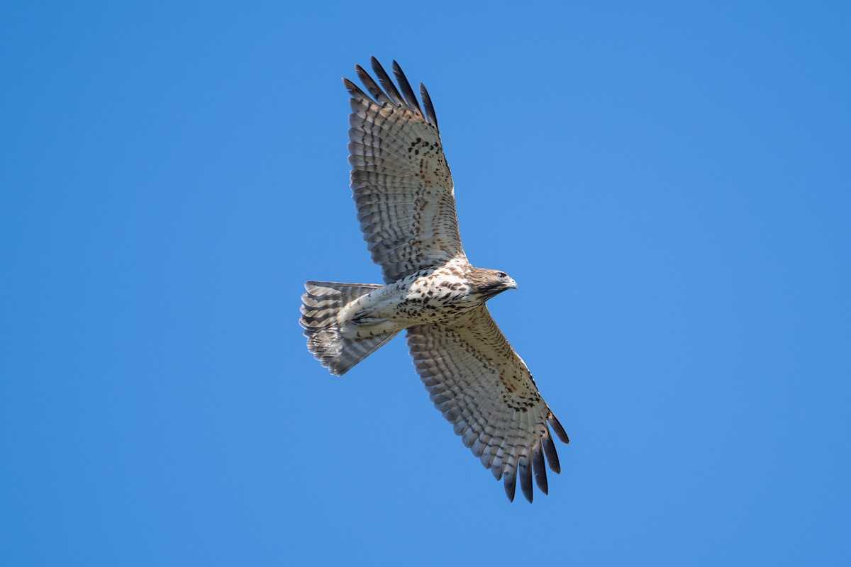 Red-shouldered Hawk - ML643328096