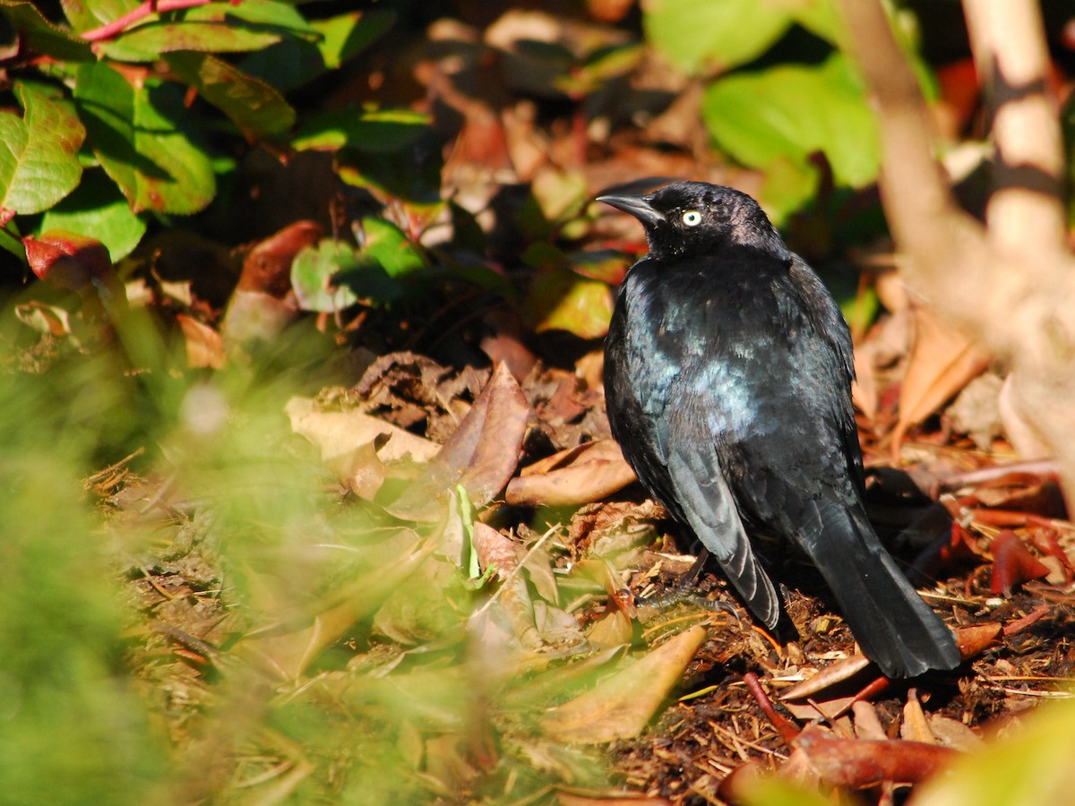 Brewer's Blackbird - ML643328097
