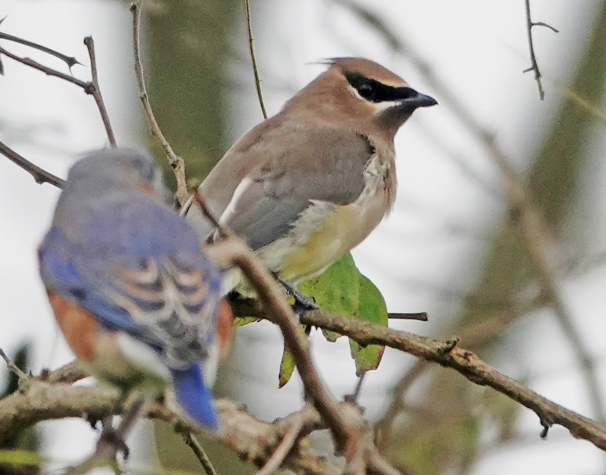 Cedar Waxwing - ML643328098