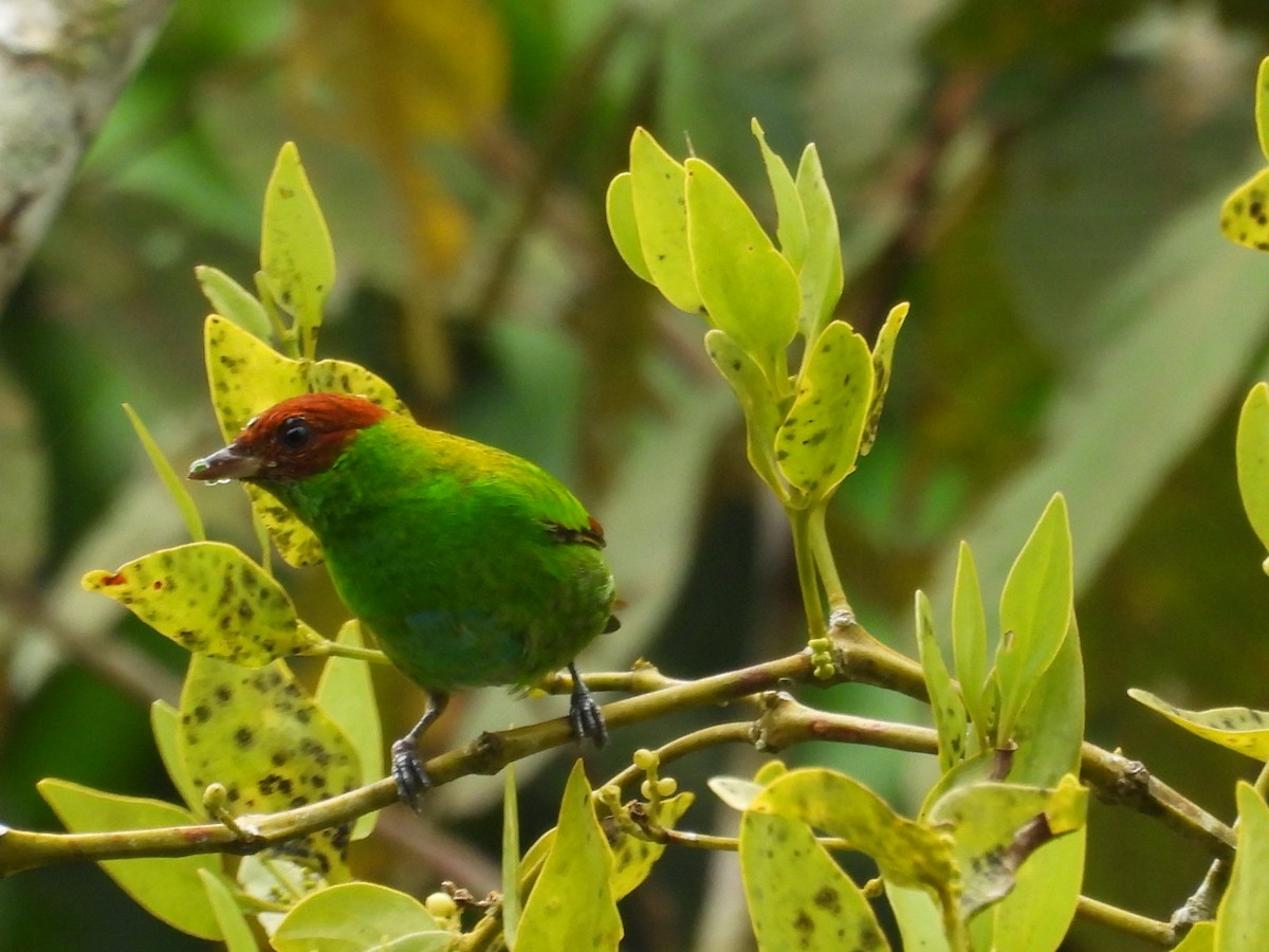 Rufous-winged Tanager - ML643328099