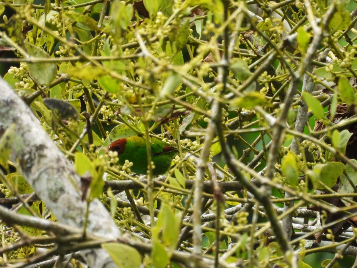 Rufous-winged Tanager - ML643328100