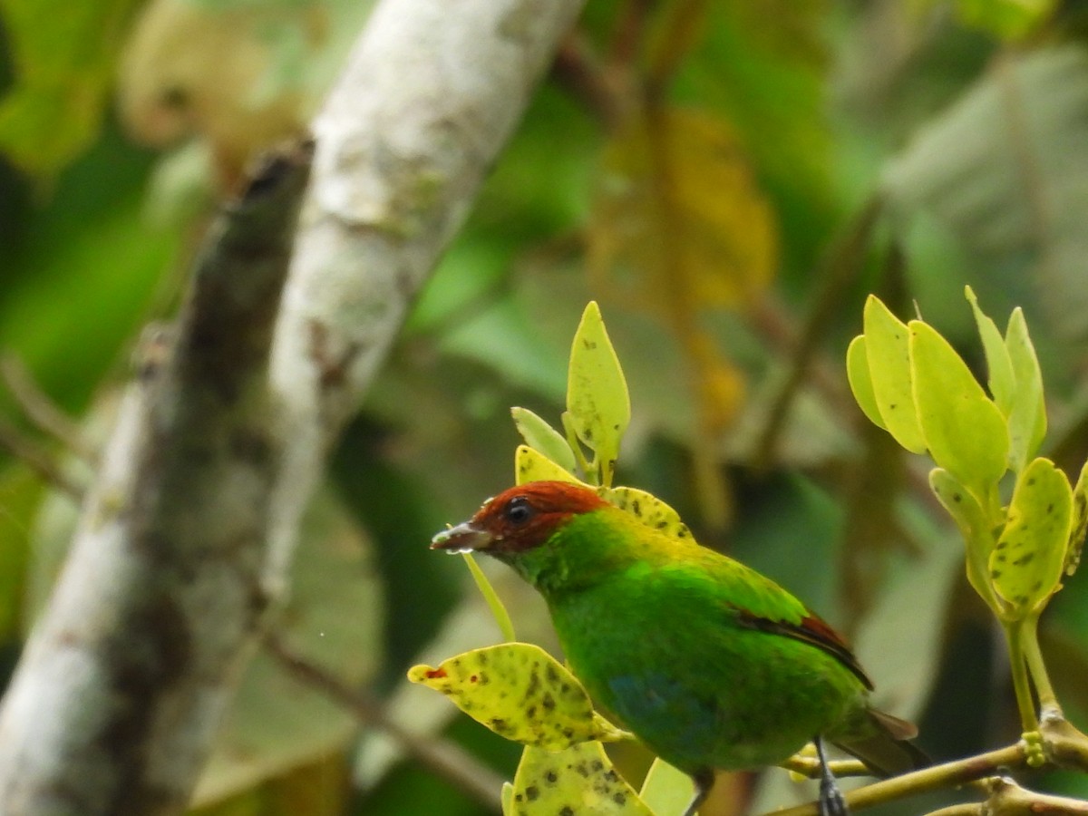 Rufous-winged Tanager - ML643328101