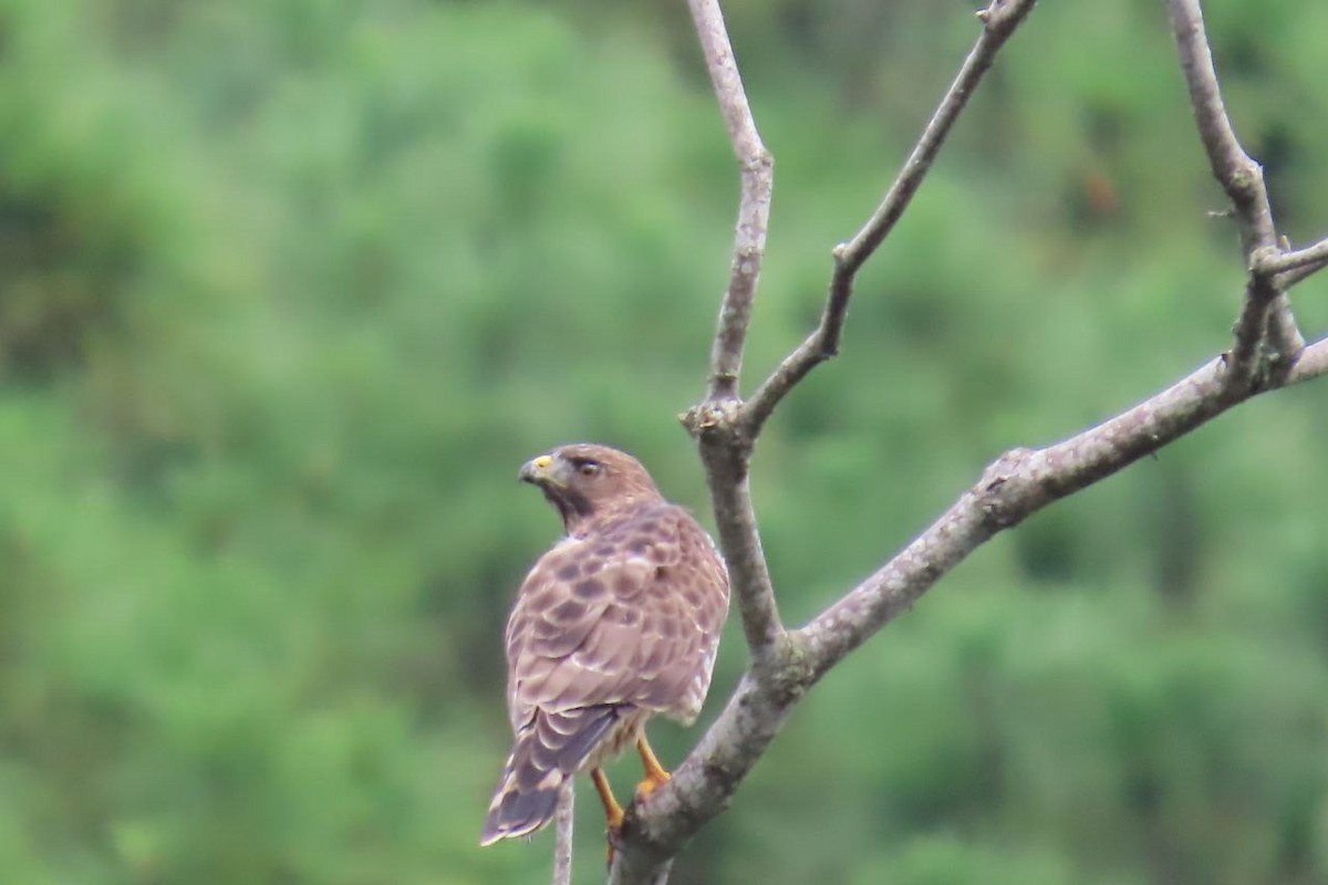 Broad-winged Hawk - ML643328103