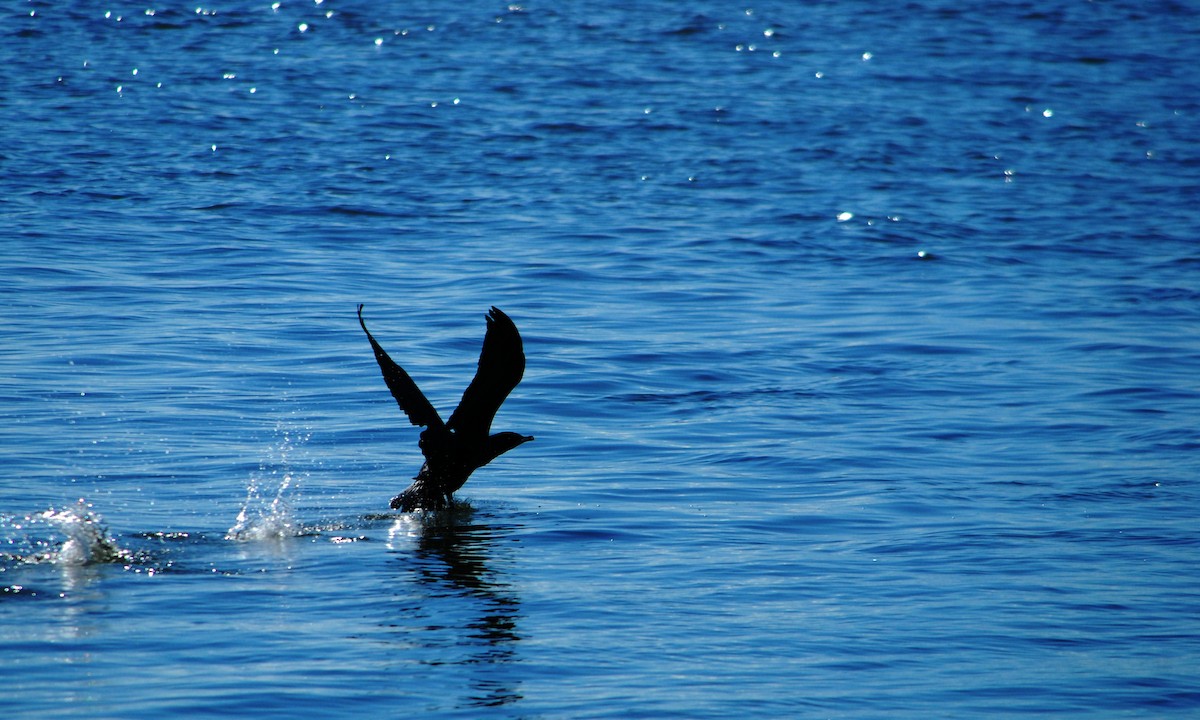 Pelagic Cormorant - ML643328104