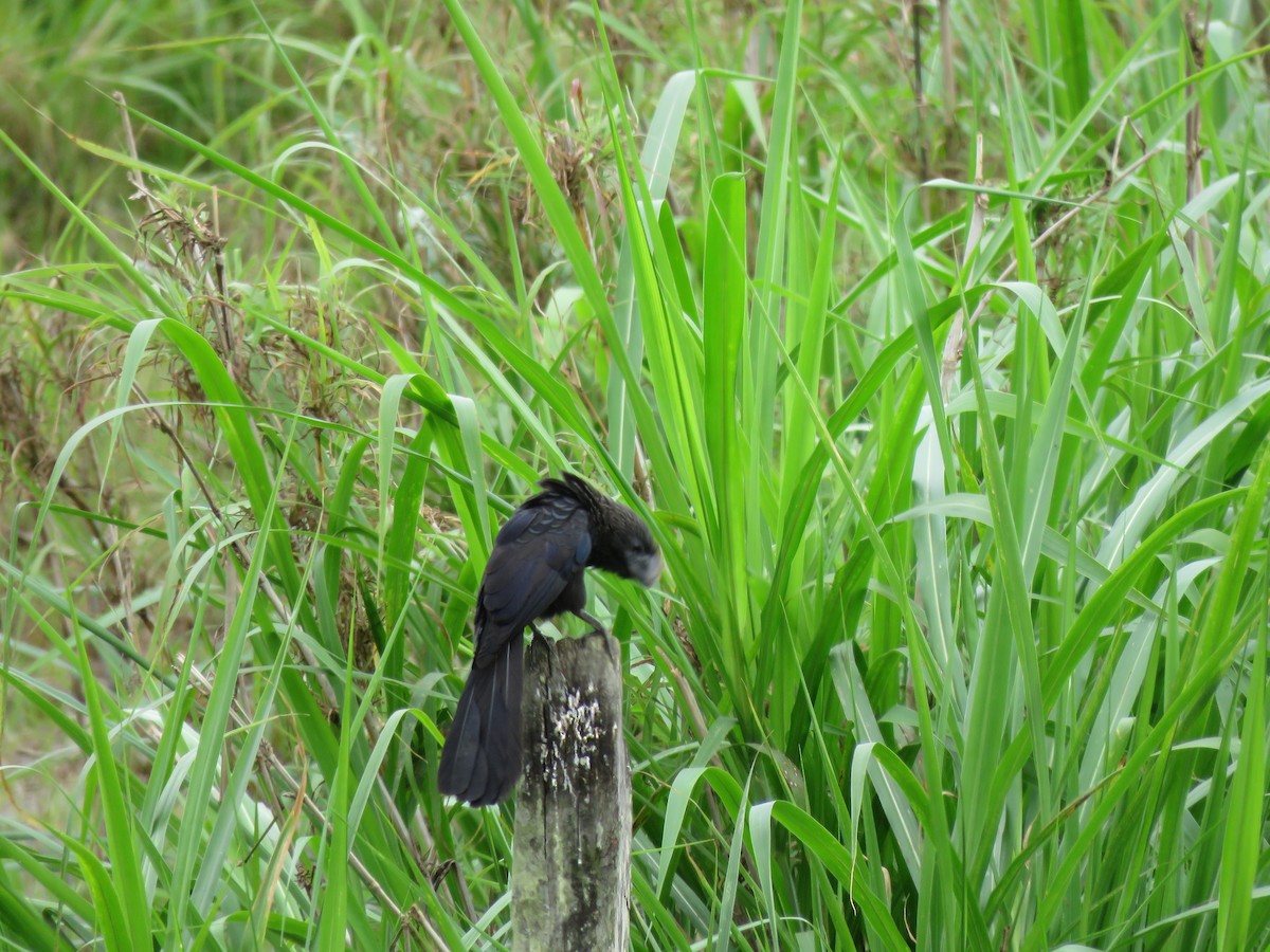 Smooth-billed Ani - ML643328105