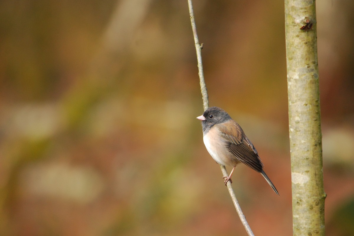 Dark-eyed Junco - ML643328108