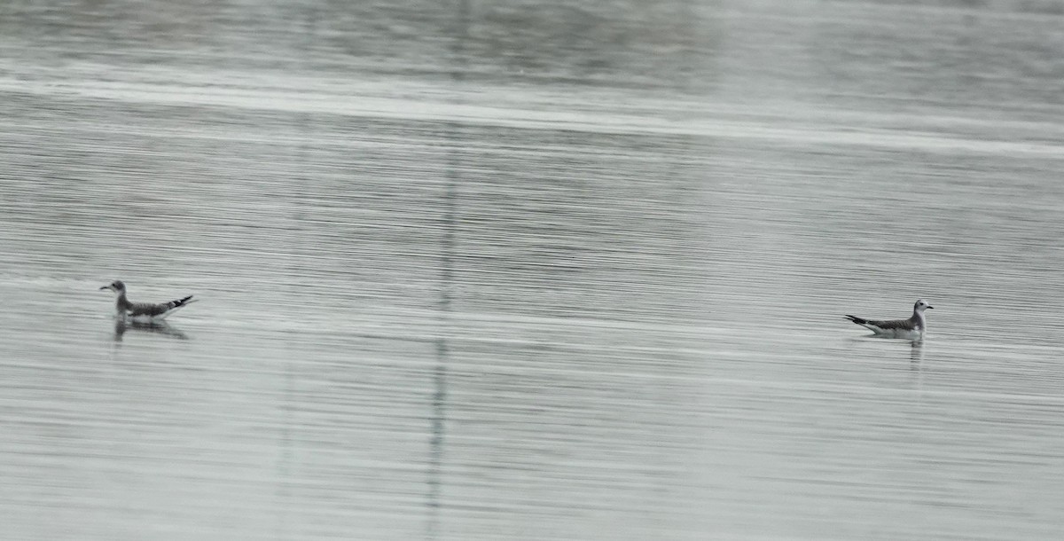 Sabine's Gull - ML643328111