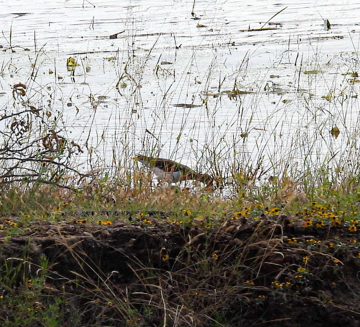 Spotted Sandpiper - ML643328112