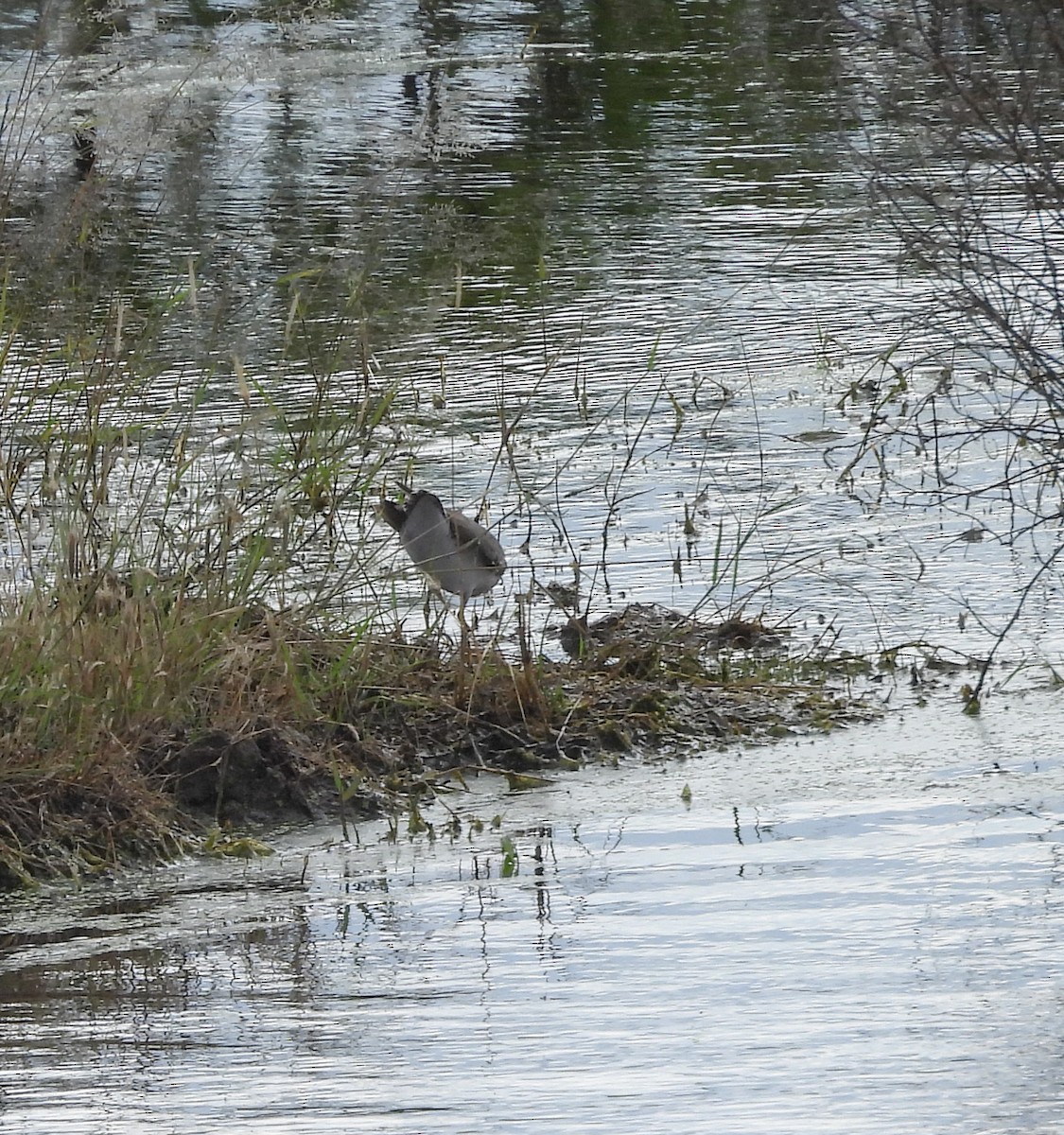 Spotted Sandpiper - ML643328113