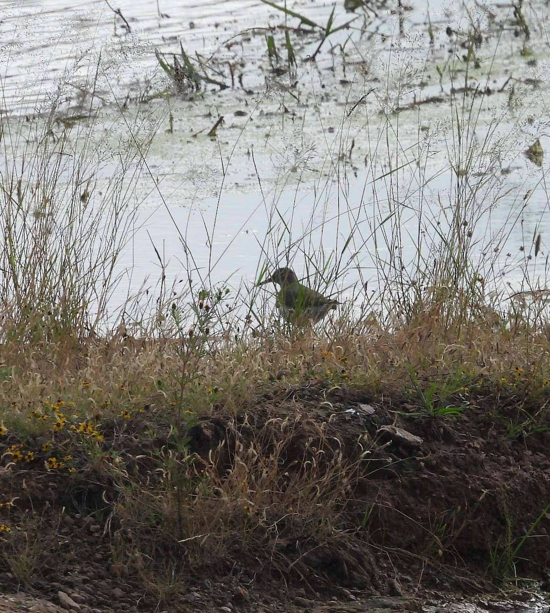 Spotted Sandpiper - ML643328114