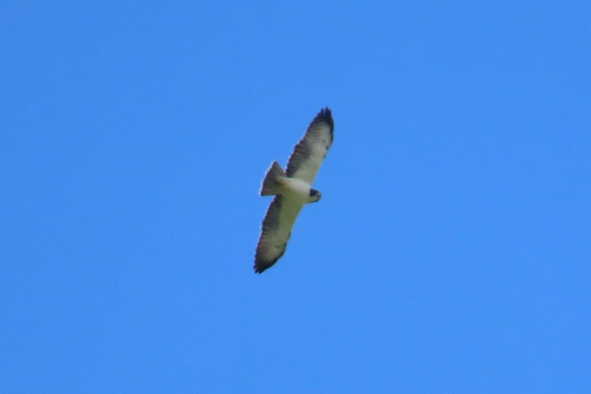 Short-tailed Hawk - ML643328115
