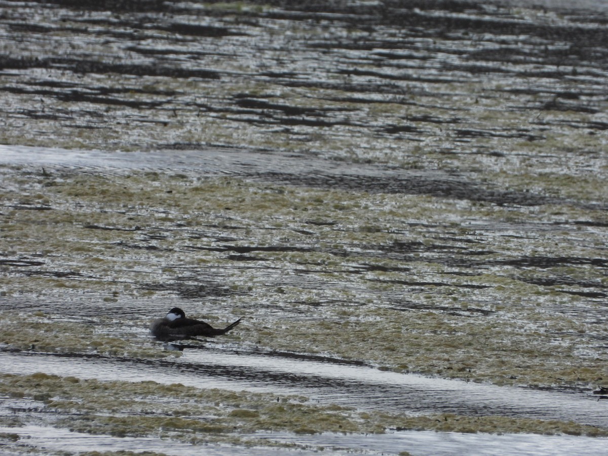 Ruddy Duck - ML643328116