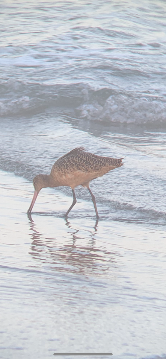 Marbled Godwit - ML643328135