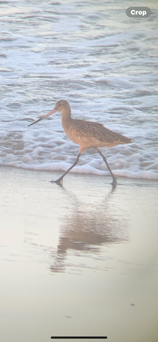 Marbled Godwit - ML643328136
