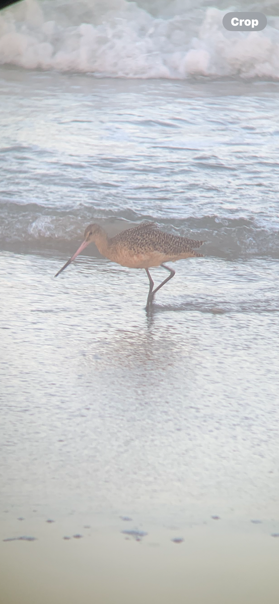 Marbled Godwit - ML643328137