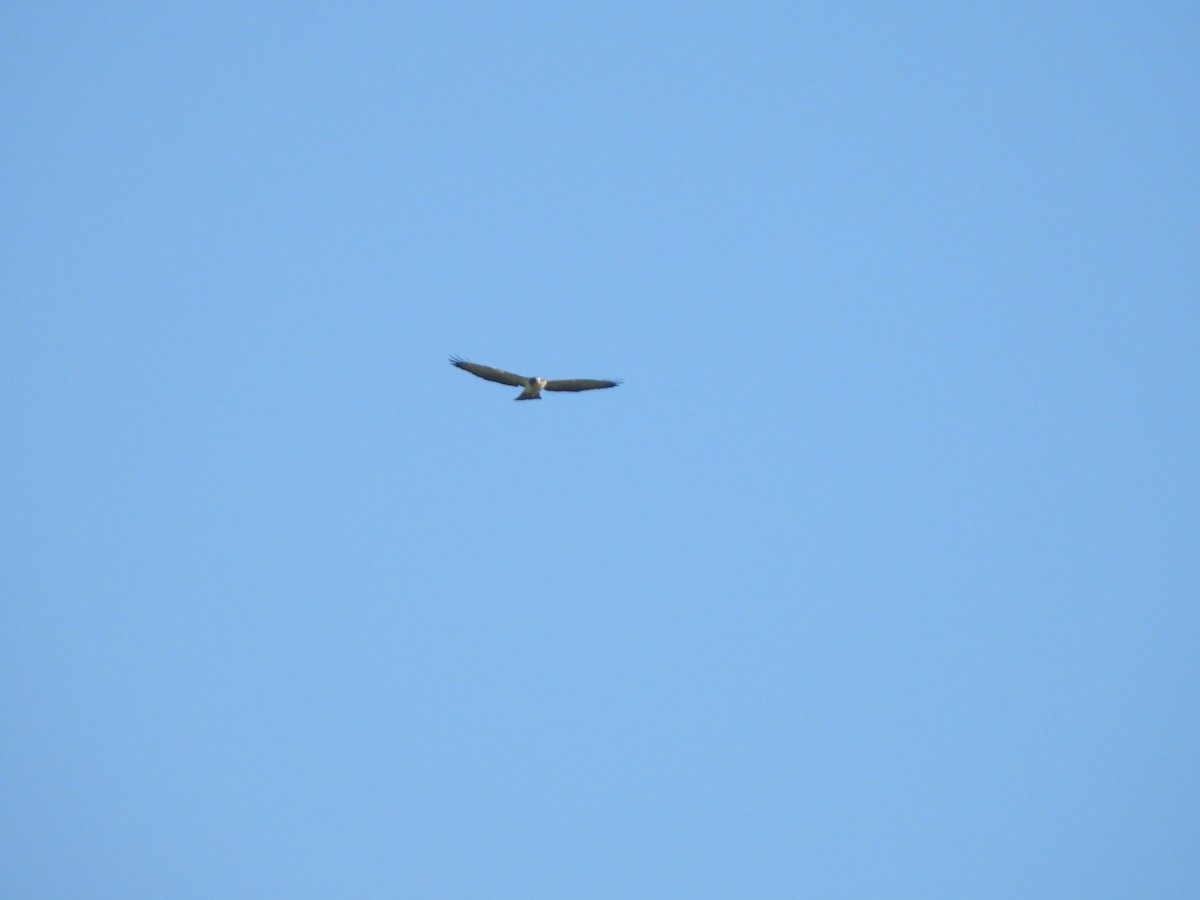 Short-tailed Hawk - ML643328140