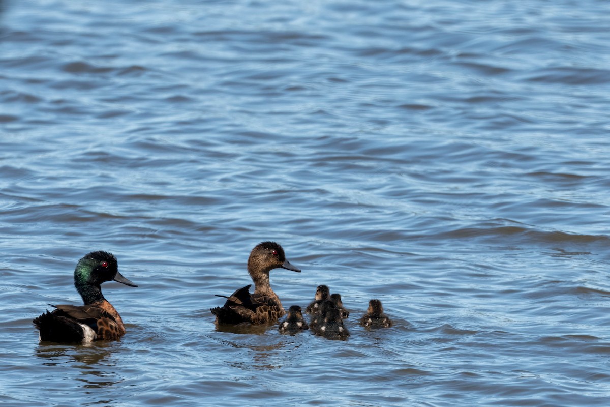 Chestnut Teal - ML643328168