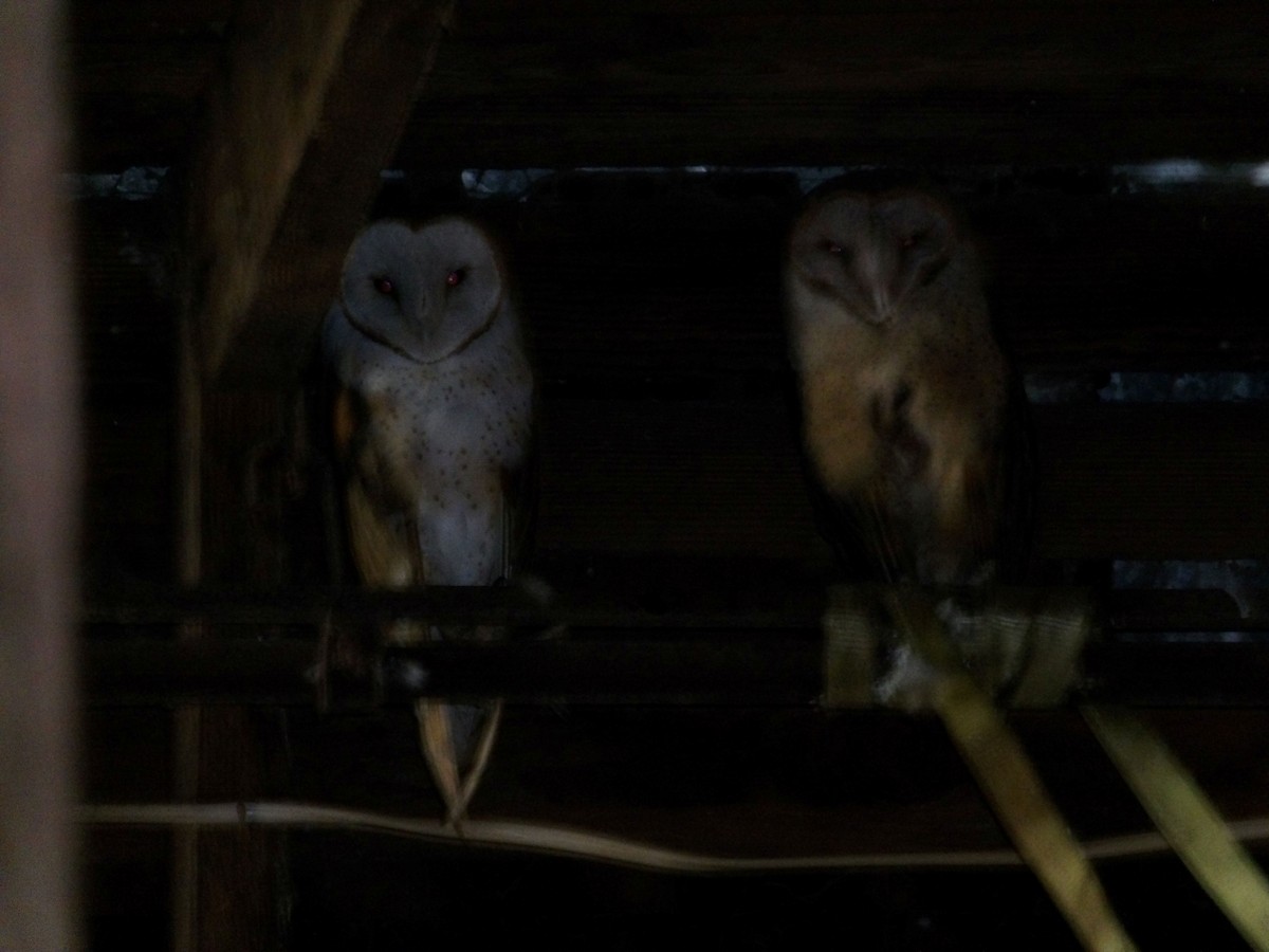 American Barn Owl - ML643328170