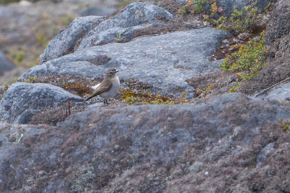 Dormilon à grands sourcils - ML643328190