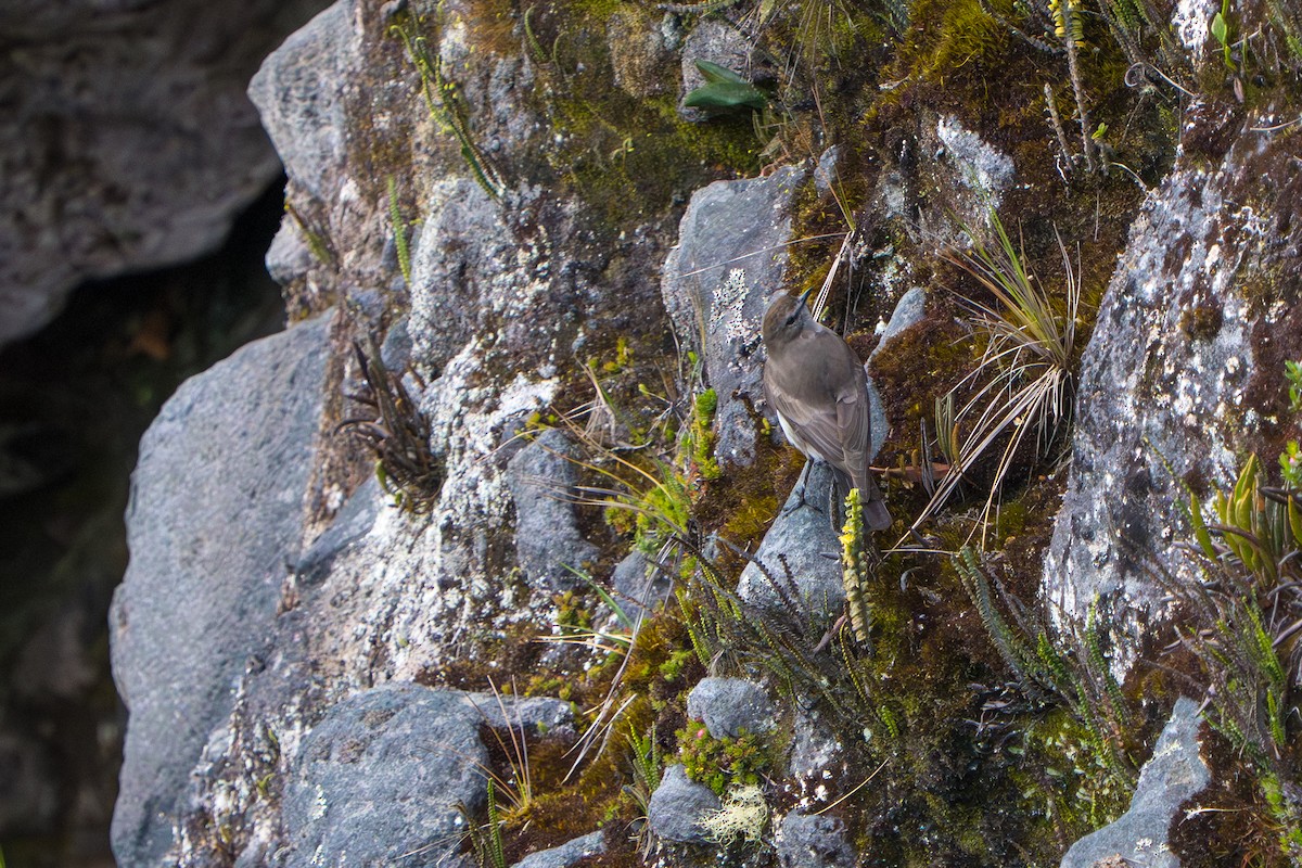 Dormilon à grands sourcils - ML643328191