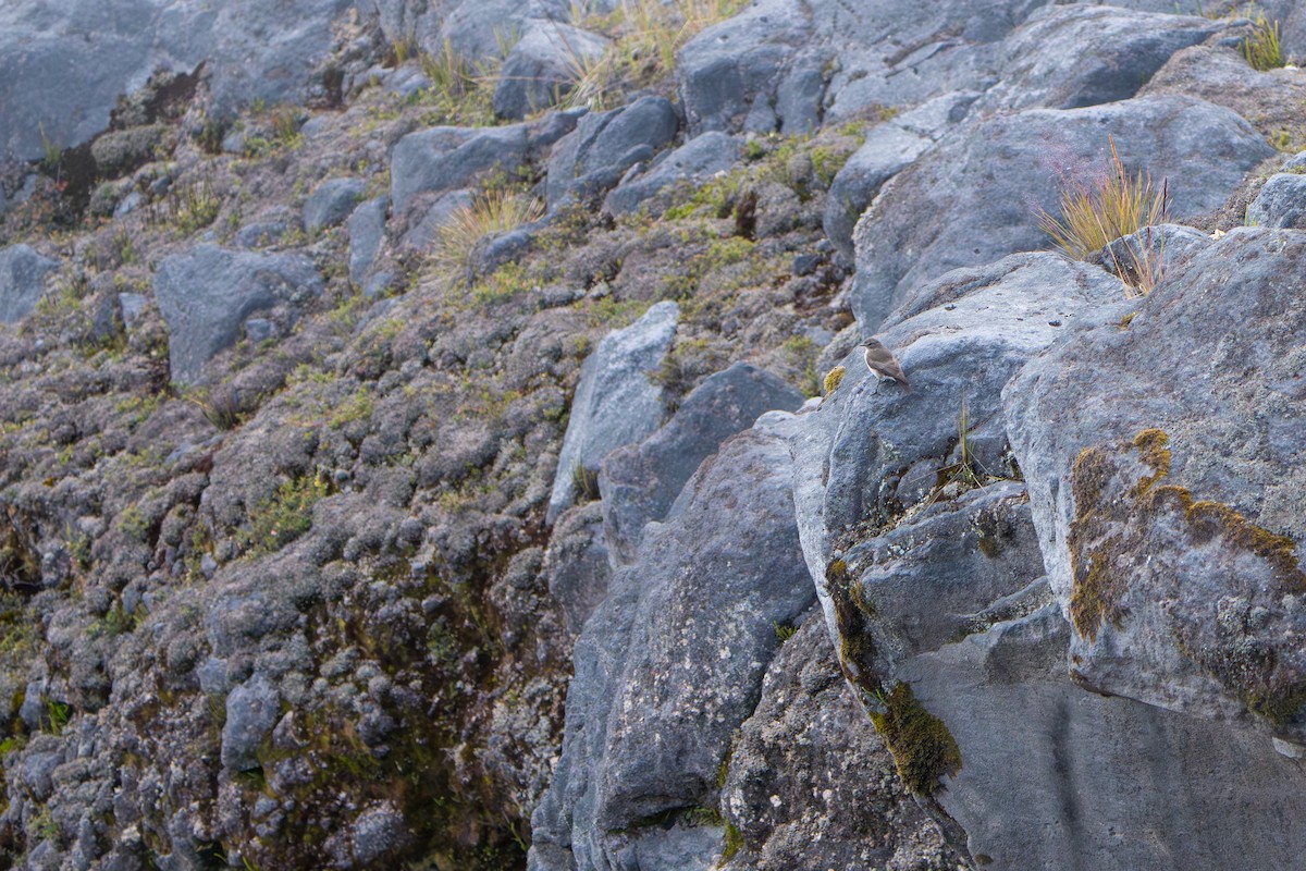 Dormilon à grands sourcils - ML643328193