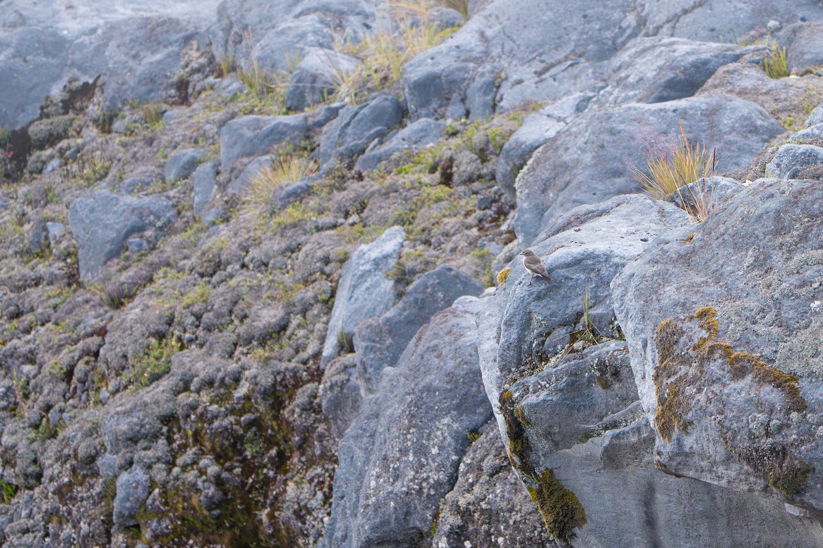 Dormilon à grands sourcils - ML643328194