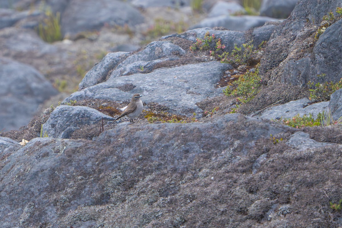 Dormilon à grands sourcils - ML643328195