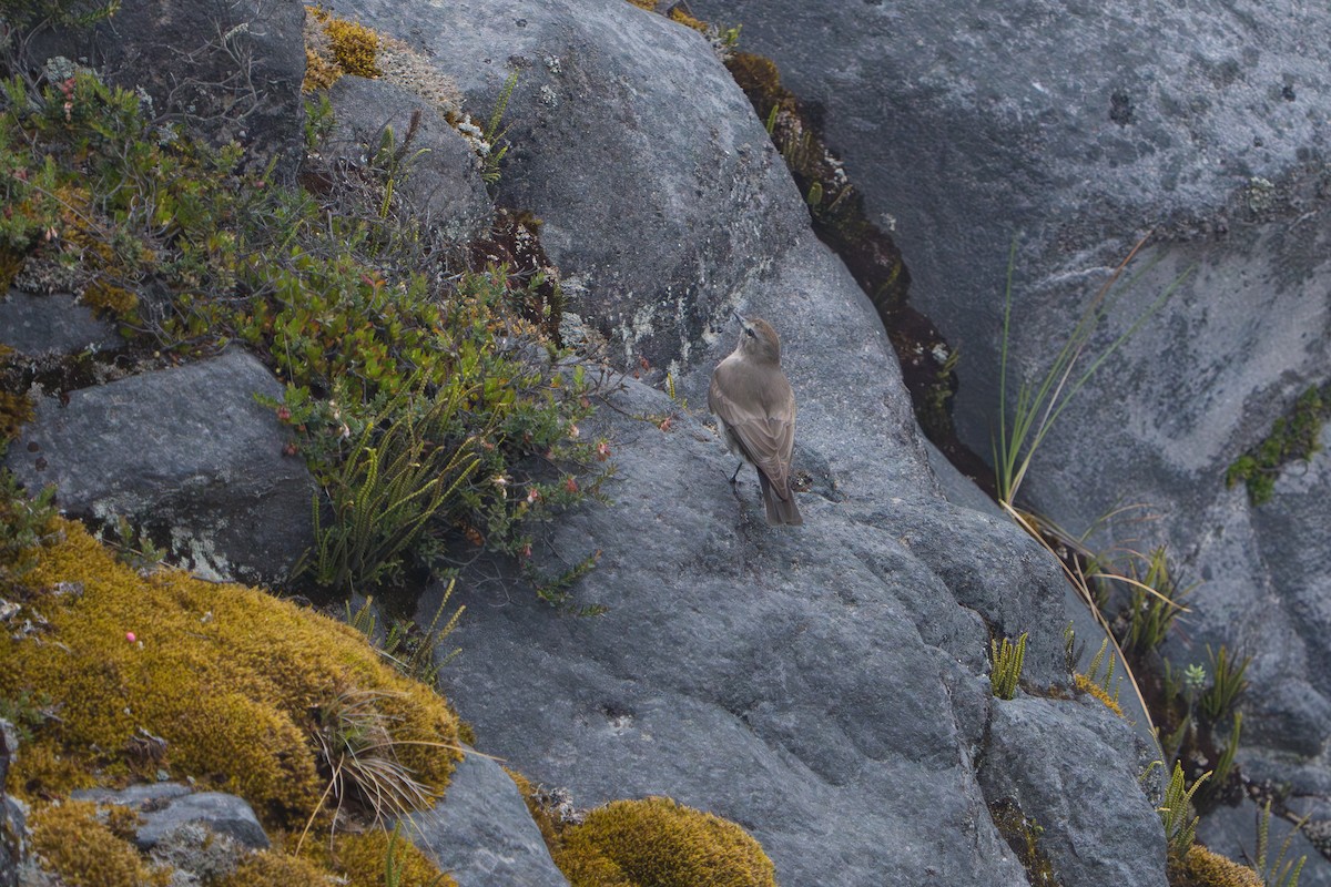 Dormilon à grands sourcils - ML643328196