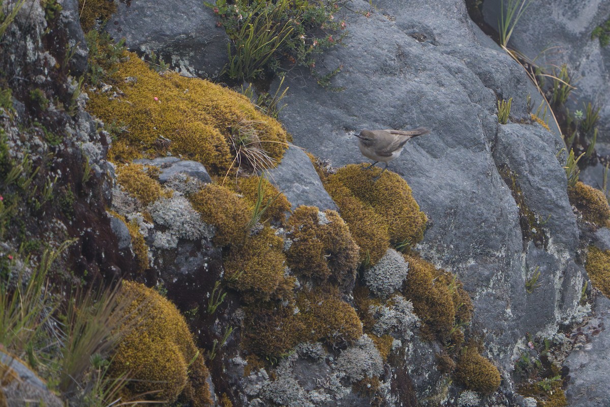 Dormilon à grands sourcils - ML643328197