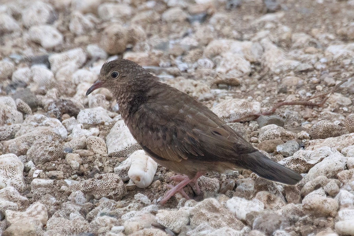 Common Ground Dove - ML643328199