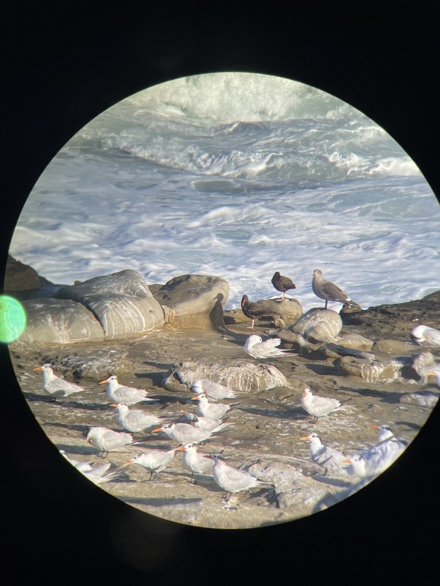 Black Oystercatcher - ML643328209